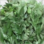 health benefits of curry leaves