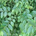 benefits of curry leaves