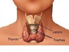 thyroid disorders - higher rate in women