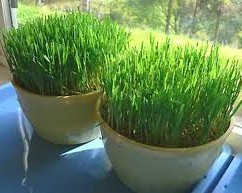 how to grow wheat grass