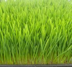health benefits of wheat grass