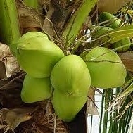 benefits of tender coconut water