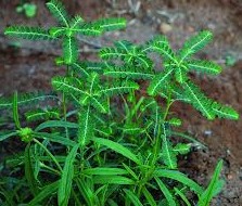 keezhanelli-the plant in your garden cures jaundice