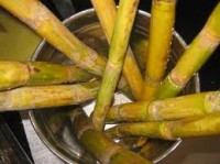 sugar cane juice fights cancer cells