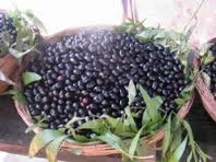 jamun controls blood sugar